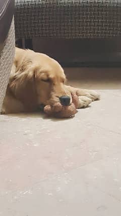 golden retriever
