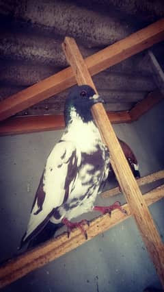 karachi pigeons kabra kabli gandedaar