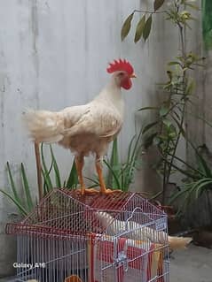 3.5 month aseel murga  for sale