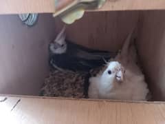 coctail , albino , dove