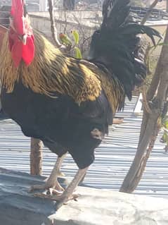 sale cock