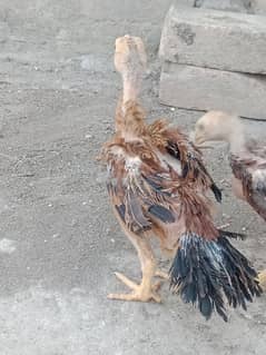 indian parrot beek long tail Patta pair for sale