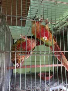 conure breeder pair available