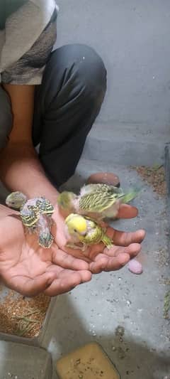 Urgent sale budgies breeder pair and full active pair jambo size h
