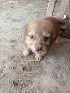 Russian dog for sale