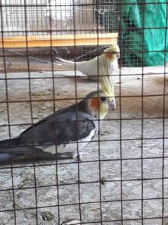 common white grey eno pair