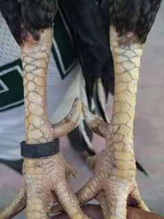 Lasani Pair