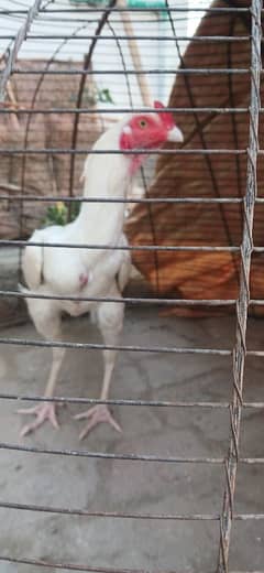 Heera