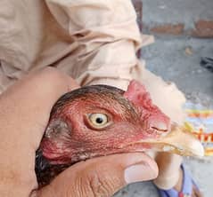 pure Aseel hen No 03161276762