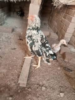 aseel female 1 Saal ki umr hy