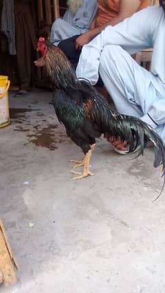 aseel
