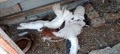 Sherazi Female and White lakka male
