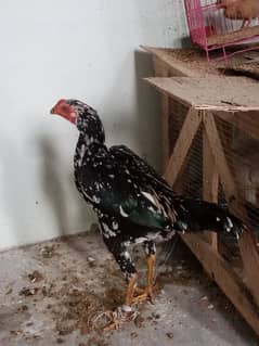 murga for sale urgent