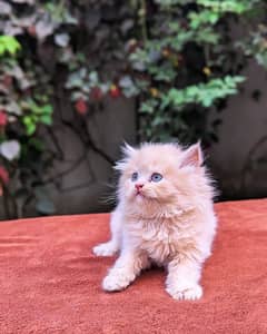 Persian cat My WhatsApp 03015880301