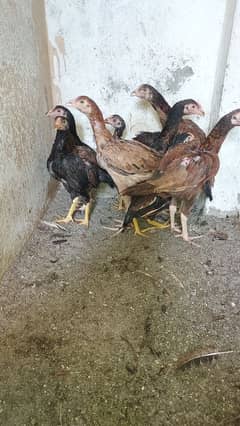 Aseel for sale