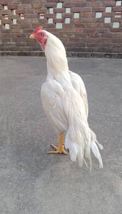 Heera paper white patha 0315/5202336