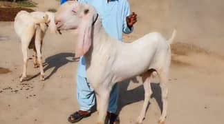 desi bakra for sale call me 03470617342