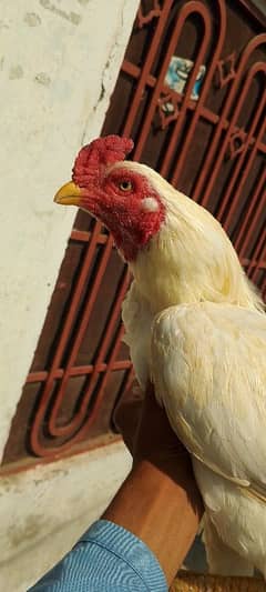 Aseel mianwali