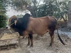 بچھڑا فار سیل چار دانٹ