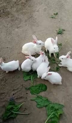 Red Eyes Rabbits . New Zealand. Florida . Rabbit bunny