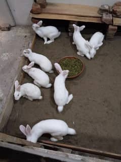 News land rabbit for sale