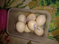 Bantam eggs