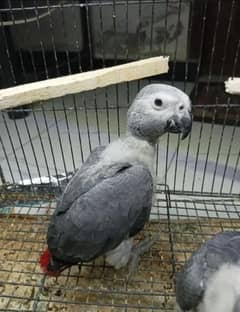African grey parrot chicks for sale 03197605422