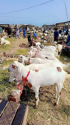 do dant bakaron ke Laat