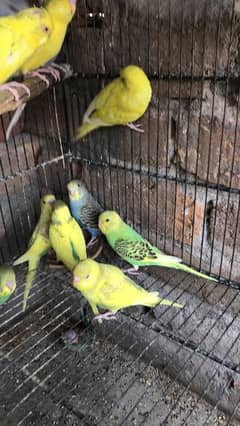 Australian parrots