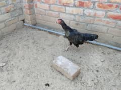 Aseel Mushka Lassani Female for breeding