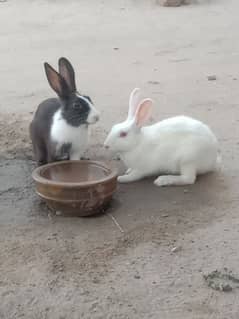 Rabbit breeder pair for sale in Mianwali