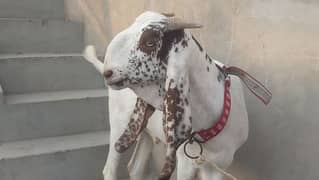 bakra