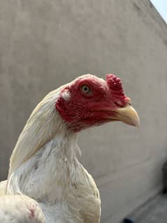 Heera patha or pathi available for sale