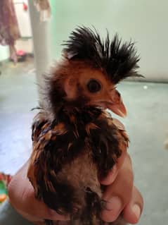 polish chicks home breed