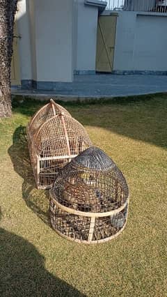 dakhni teeter jora laying eggs with two eggs