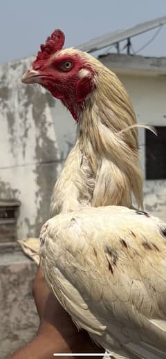 Cheena high quality patha