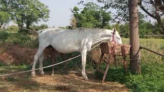 white horse with baby