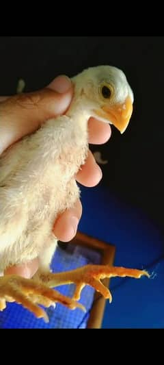 Indian parrot beak top quality