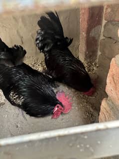 Healthy bantam