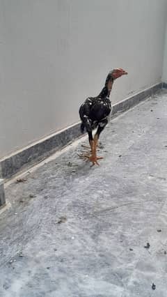 Aseel Lasani Chicks