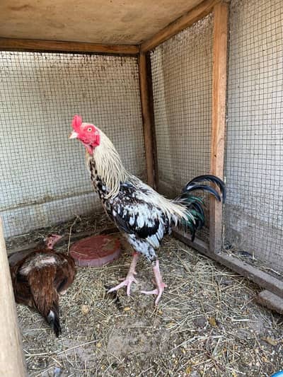 Aseel and Golden Buff