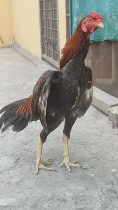 Aseel male Adult breader
