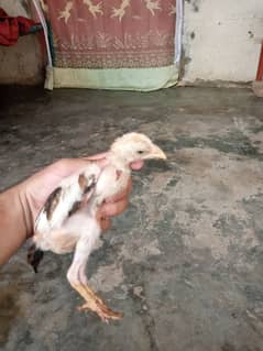 aseel chaks  pur nasl