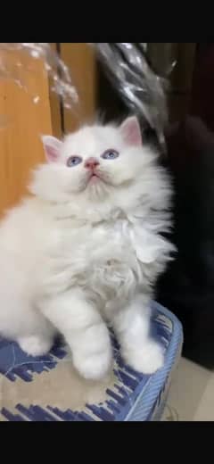 BLUE EYES Kitten