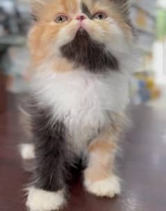 Persian cat | Persian Kittens For sale |03274224738
