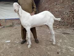 dase beetal bakra. . . . . . 03327614836