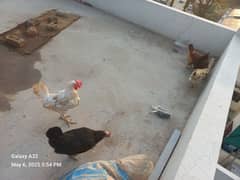Desi hens (Golden Misri) Healthy, A-Class and home grown egg laying