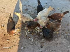 Desi hens (Golden Misri) Healthy, A-Class and home grown egg laying