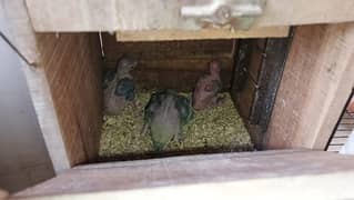 Ringneck Chicks