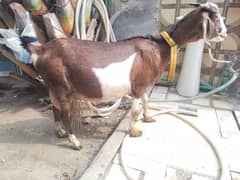 Teddi bakri or 6 din k 2 female bachay
